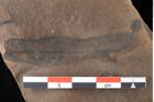 Foto (Detailansicht) von Xylomites lignitum Ettingshausen (NHMW-GEO-2024-0188-0052)